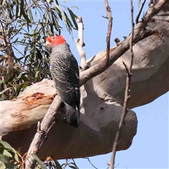 Callocephalon fimbriatum (Gang-gang Cockatoo) at Gundaroo, NSW - 20 Sep 2024 by ConBoekel