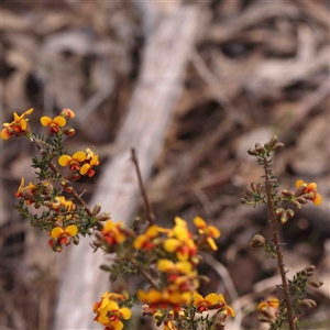 Dillwynia phylicoides at Gundaroo, NSW - 20 Sep 2024