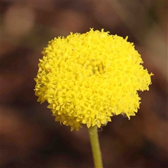 Craspedia variabilis (Common Billy Buttons) at Gundaroo, NSW - 20 Sep 2024 by ConBoekel