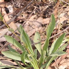 Craspedia variabilis at Gundaroo, NSW - suppressed