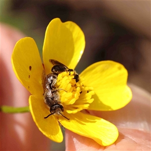 Lasioglossum (Chilalictus) lanarium at Gundaroo, NSW - 20 Sep 2024 12:25 PM