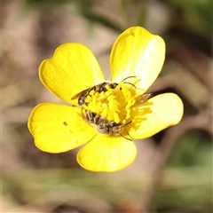 Ranunculus lappaceus (Australian Buttercup) at Gundaroo, NSW - 20 Sep 2024 by ConBoekel