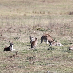 Macropus giganteus at Rendezvous Creek, ACT - 21 Sep 2024