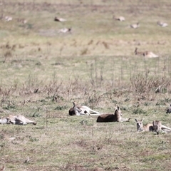 Macropus giganteus at Rendezvous Creek, ACT - 21 Sep 2024 11:23 AM