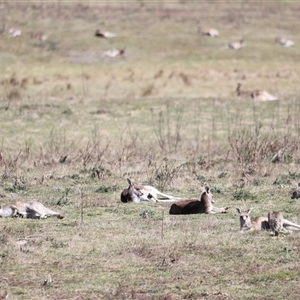 Macropus giganteus at Rendezvous Creek, ACT - 21 Sep 2024