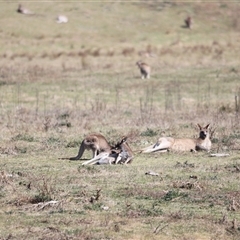 Macropus giganteus at Rendezvous Creek, ACT - 21 Sep 2024 11:23 AM