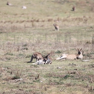 Macropus giganteus at Rendezvous Creek, ACT - 21 Sep 2024