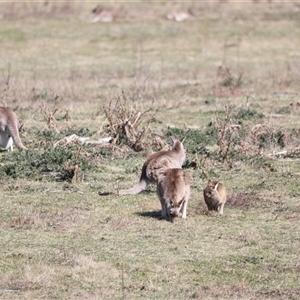 Macropus giganteus at Rendezvous Creek, ACT - 21 Sep 2024