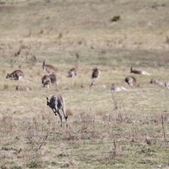 Macropus giganteus at Rendezvous Creek, ACT - 21 Sep 2024