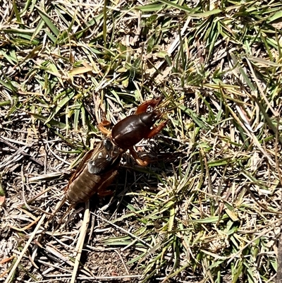 Gryllotalpa sp. (genus) (Mole Cricket) at Rendezvous Creek, ACT - 21 Sep 2024 by JimL