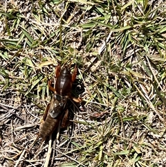 Gryllotalpa sp. (genus) at Rendezvous Creek, ACT - 21 Sep 2024 11:06 AM