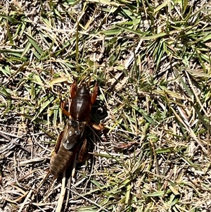 Gryllotalpa sp. (genus) at Rendezvous Creek, ACT - 21 Sep 2024 11:06 AM