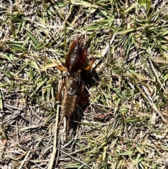 Gryllotalpa sp. (genus) at Rendezvous Creek, ACT - 21 Sep 2024 11:06 AM