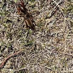 Gryllotalpa sp. (genus) at Rendezvous Creek, ACT - 21 Sep 2024 11:06 AM