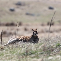 Macropus giganteus (Eastern Grey Kangaroo) at Rendezvous Creek, ACT - 21 Sep 2024 by JimL