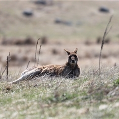 Macropus giganteus at Rendezvous Creek, ACT - 21 Sep 2024