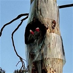 Eolophus roseicapilla (Galah) at Hughes, ACT - 9 Sep 2024 by LisaH