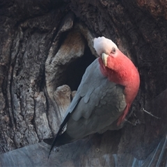 Eolophus roseicapilla (Galah) at Hughes, ACT - 17 Sep 2024 by LisaH