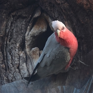 Eolophus roseicapilla at Hughes, ACT - 17 Sep 2024