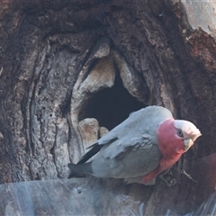 Eolophus roseicapilla at Hughes, ACT - 17 Sep 2024