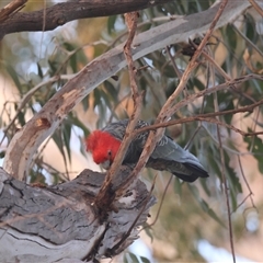 Callocephalon fimbriatum (Gang-gang Cockatoo) at Hughes, ACT - 17 Sep 2024 by LisaH