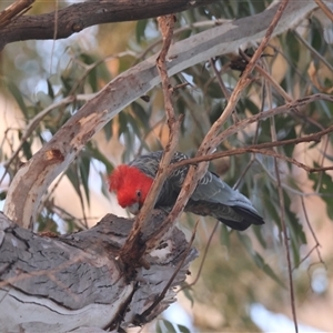 Callocephalon fimbriatum at Hughes, ACT - suppressed