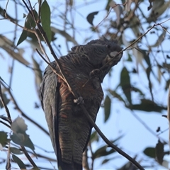 Callocephalon fimbriatum at Hughes, ACT - 17 Sep 2024