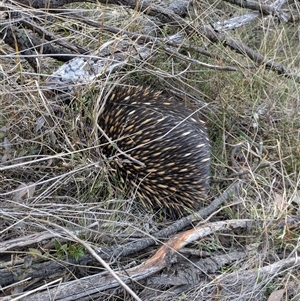 Tachyglossus aculeatus at Hackett, ACT - 21 Sep 2024