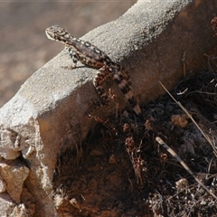 Unidentified Dragon at Hyden, WA - 20 Mar 2007 by Harrisi