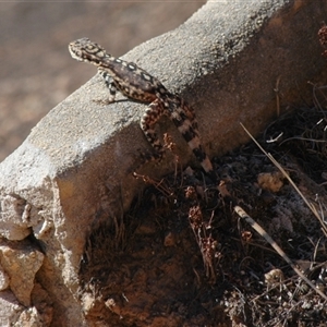 Unidentified Dragon at Hyden, WA by Harrisi