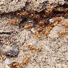 Pheidole sp. (genus) (Seed-harvesting ant) at Taylors Flat, NSW - 21 Sep 2024 by trevorpreston