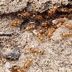 Pheidole sp. (genus) at Taylors Flat, NSW - 21 Sep 2024 11:28 AM