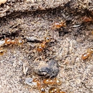 Pheidole sp. (genus) at Taylors Flat, NSW - 21 Sep 2024