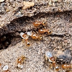 Pheidole sp. (genus) at Taylors Flat, NSW - 21 Sep 2024 11:28 AM