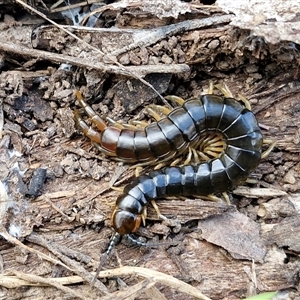 Cormocephalus sp.(genus) at Taylors Flat, NSW - 21 Sep 2024 11:28 AM