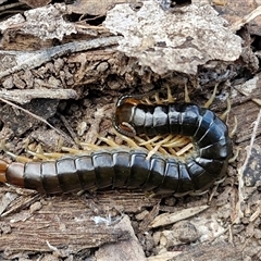 Cormocephalus sp.(genus) at Taylors Flat, NSW - 21 Sep 2024