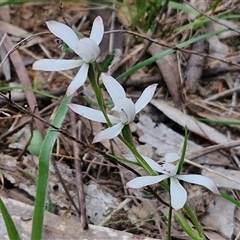 Caladenia ustulata at Taylors Flat, NSW - suppressed