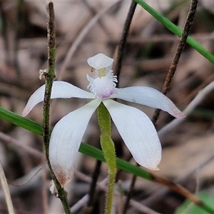 Caladenia ustulata at Taylors Flat, NSW - suppressed