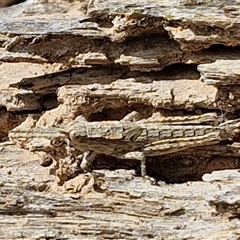 Coryphistes ruricola (Bark-mimicking Grasshopper) at Taylors Flat, NSW - 21 Sep 2024 by trevorpreston