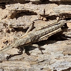 Coryphistes ruricola at Taylors Flat, NSW - 21 Sep 2024