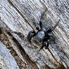 Salticidae sp. 'Golden palps' (Unidentified jumping spider) at Taylors Flat, NSW - 21 Sep 2024 by trevorpreston