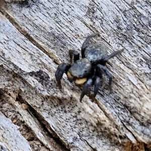 Salticidae sp. 'Golden palps' at Taylors Flat, NSW - 21 Sep 2024 11:20 AM