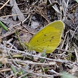 Eurema smilax at Taylors Flat, NSW - 21 Sep 2024 11:19 AM