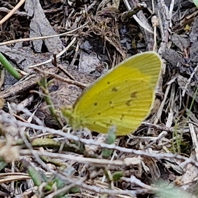 Eurema smilax (Small Grass-yellow) at Taylors Flat, NSW - 21 Sep 2024 by trevorpreston