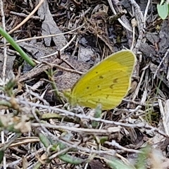 Eurema smilax at Taylors Flat, NSW - 21 Sep 2024 11:19 AM