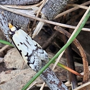 Philobota lysizona at Taylors Flat, NSW - 21 Sep 2024