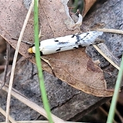 Philobota lysizona at Taylors Flat, NSW - 21 Sep 2024