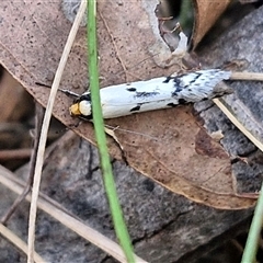 Philobota lysizona at Taylors Flat, NSW - 21 Sep 2024