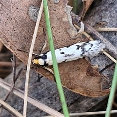 Philobota lysizona at Taylors Flat, NSW - 21 Sep 2024