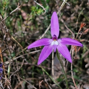 Glossodia major at Taylors Flat, NSW - 21 Sep 2024